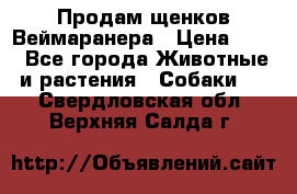 Продам щенков Веймаранера › Цена ­ 30 - Все города Животные и растения » Собаки   . Свердловская обл.,Верхняя Салда г.